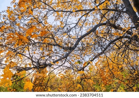 Oak (Quercus) branches in an autumn park against the afternoon sky, yellowed leaves