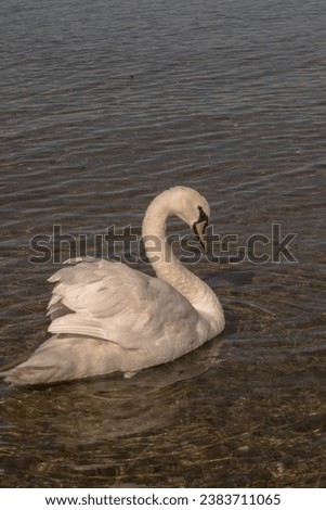 White swans on a lake with character