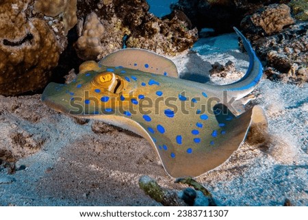 Blue-spotted stingray in the Red Sea. Royalty-Free Stock Photo #2383711307