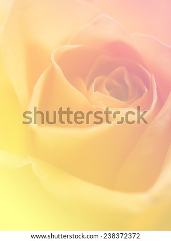 soft color yellow and pink nature rose single flowers backgrounds 