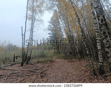 Rekyva forest during cloudy autumn day. Pine and birch tree woodland. Blueberry bushes are growing in woods. Cloudy day. Nature. Rekyvos miskas.