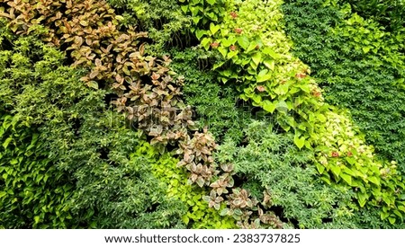 Wallpaper backdrop photo of various green and colorful plants with foliage and flowers