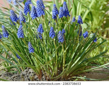 A Muscari armeniacum flower captured on a beautiful spring day. Royalty-Free Stock Photo #2383738653