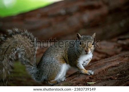  Eastern Grey Squirrel (Sciurus carolinensis