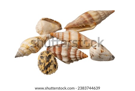 shell of a sea snail on a white background
