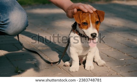 Man strokes little Jack Russell Terrier dog during walk in park. Guy pets Jack Russell Terrier with gentle touches showing care. Jack Russell Terrier puppy enjoys walk and owner attention Royalty-Free Stock Photo #2383748781