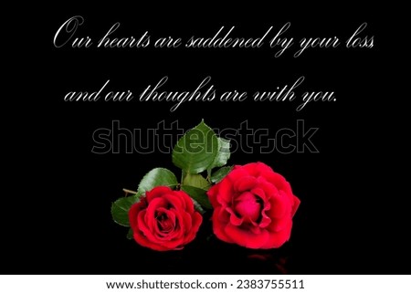 Red rose flowers on black  background 