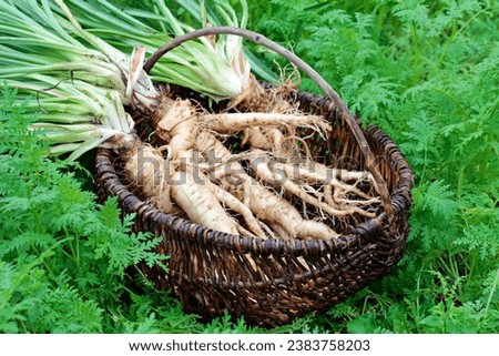 Harvest of oat root (Tragopogon porrifolius) in November after 230 days of cultivation Royalty-Free Stock Photo #2383758203