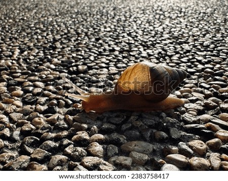 snail on pebbles. A snail is a shelled gastropod. The name is most often applied to land snails, terrestrial pulmonate gastropod molluscs. Royalty-Free Stock Photo #2383758417