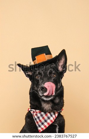 Mixed Breed Shepherd Dog Licking Lips Face wearing Thanksgiving Pilgrim Hat and holiday bandana