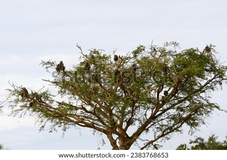 Baboons sitting on a tree in Murchison Falls NP