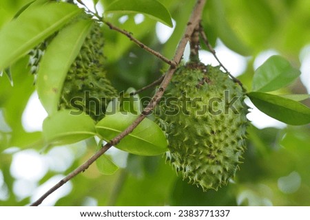 Soursop Leaf through our high-quality stock photos. These vibrant and detailed images capture the essence of nature's elegance. Perfect for eco-friendly designs, health and wellness concepts,