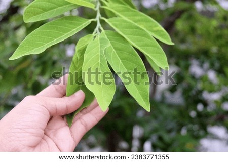 Soursop Leaf through our high-quality stock photos. These vibrant and detailed images capture the essence of nature's elegance. Perfect for eco-friendly designs, health and wellness concepts,