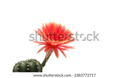 isolate Lobivia Cactus Flower on white background Royalty-Free Stock Photo #2383772717