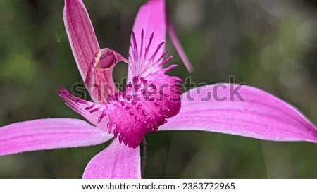 Majestic spider orchid is a threatened priority species Royalty-Free Stock Photo #2383772965