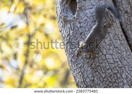 Grey squirrel perched on a tree trunk. Tree in background with bright yellow leaves. Sunlight streaming down in the fall.