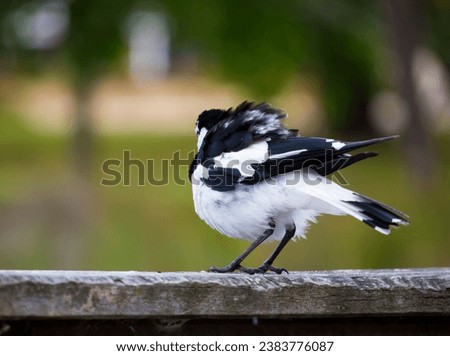 A friendly black and white Magpie-lark (Grallina cyanoleuca) an Australian bird with pee-o-wit' cry called Pee Wee , Murray magpie or Mudlark, looks for food on a late morning in late spring. Royalty-Free Stock Photo #2383776087