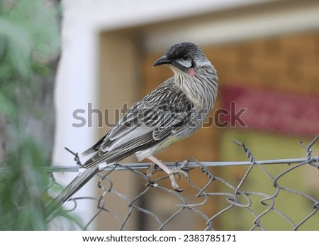 Red wattlebird bird sitting on a wire fence