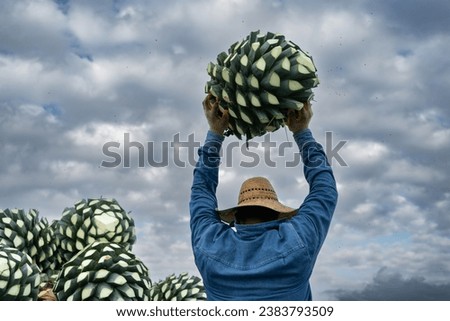 The farmer is loading the agave to put it on the truck in Tequila Jalisco. Royalty-Free Stock Photo #2383793509