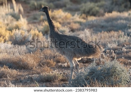 A juvenile Emu in the early morning light Royalty-Free Stock Photo #2383795983