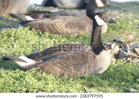 The Canada goose (Branta canadensis), sometimes called Canadian goose, is a large wild goose with a black head and neck, white cheeks, white under its chin, and a brown body.