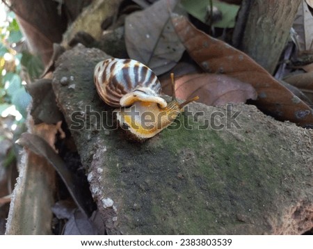 Achatina fulica or Snails crawling on rocks. Snail with antennae and shell on the ground