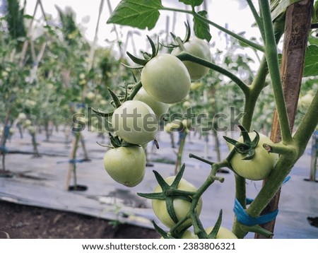 A tomato plant that is bearing fruit and is still white is a sign that it is not yet ripe, the tomato fruit is awake, the tomato fruit is fertile