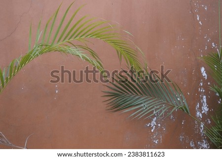 creative background of green leaves natutal texture .layout for design