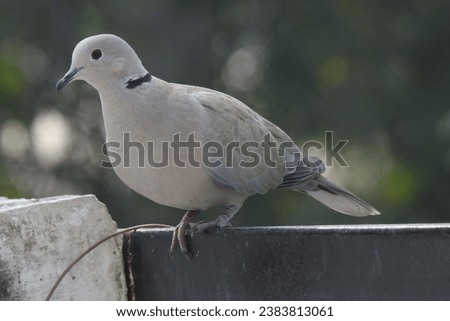 Uresian collar Dove don't require introduction 