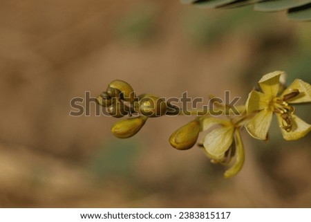 Beautiful wild yellow flower | Sudan