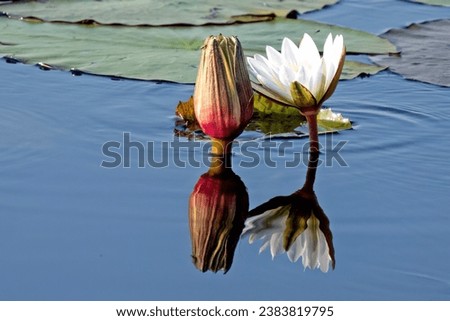 Beautiful water Lilies of the Okavango Delta