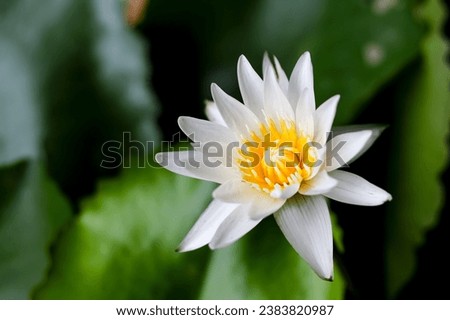 White color of lotus flowers blooming on morning time looking beautiful and refreshing.