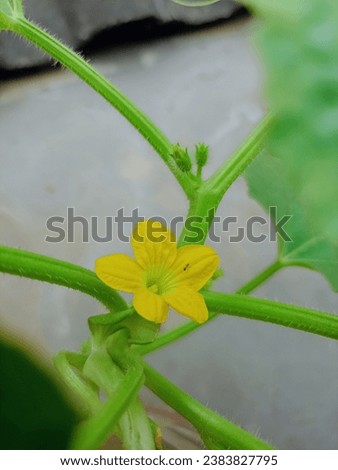 creative layout made of green leaves and yellow flower . flat lay. nature concept 