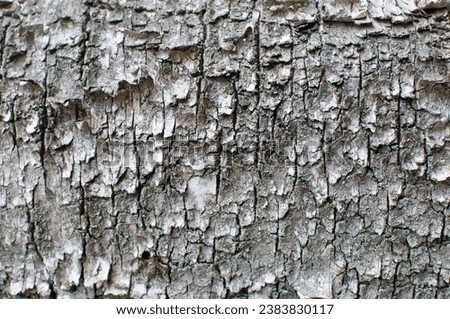 Birch bark texture. Black and white birch bark. Woodworking design background. Birch bark. Royalty-Free Stock Photo #2383830117