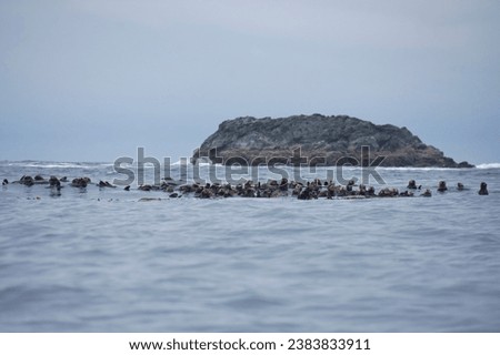 Large group of sea otters forms a raft in a bull kelp bed in Nuchatlitz Provincial Park on a cloudy day in summer, Nootka Island, British Columbia Royalty-Free Stock Photo #2383833911