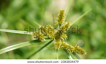 
green flower cyperus farm flora