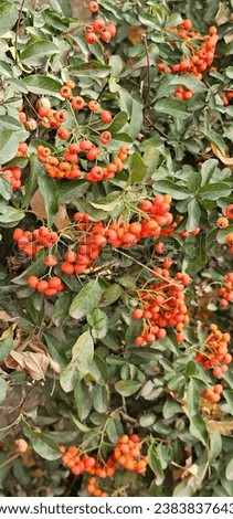 Pyracantha Angustifolia is a species of shrub in the rose family known by the common names narrowleaf firethorn, slender firethorn and woolly firethorn. narrowleaf firethorn. Royalty-Free Stock Photo #2383837643