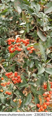 Pyracantha Angustifolia is a species of shrub in the rose family known by the common names narrowleaf firethorn, slender firethorn and woolly firethorn. narrowleaf firethorn. Royalty-Free Stock Photo #2383837647