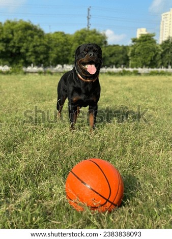 Rottweiler posing after playing in the park with a basketball