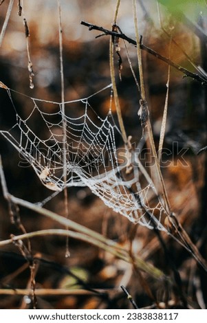 Natural spider net in the forest.