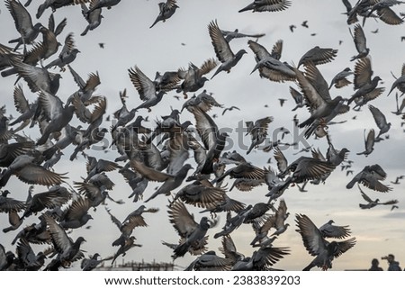 Pigeon flying in the sky beautiful sky birds flying best wallpaper pigeon flying closeup