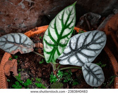 Alocasia known as Keladi Tengkorak. Is beautiful plant with characteristic a wide leaves and has variation of colour. In this picture, the colour of this plant is silver.