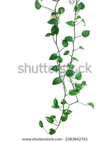 A green plant with leaves. Heart shaped green leaf vines isolated on white background.