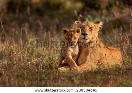 Lion mother of Notches Rongai Pride with cub in Masai Mara, Kenya Royalty-Free Stock Photo #238384645