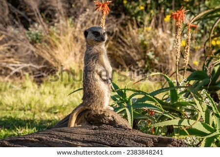 Meerkat lookout in Tenikwa Wildlife Rehabilitation and Awareness Centre, South Africa