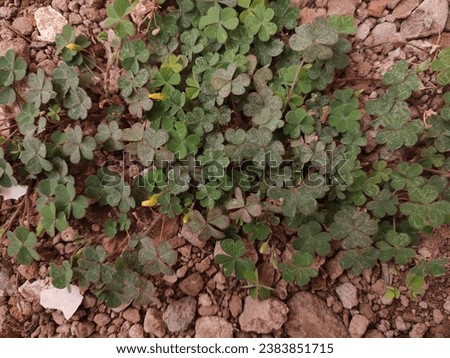 an image of Cloverleaf, also called trefoil, is a plant of the genus Trifolium.