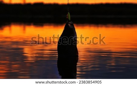 Fishing at sunset. Catching predatory fish on spinning. Sunset colors on the water surface, sunny path from the low sun. Perch caught on yellow spoonbait Royalty-Free Stock Photo #2383854905