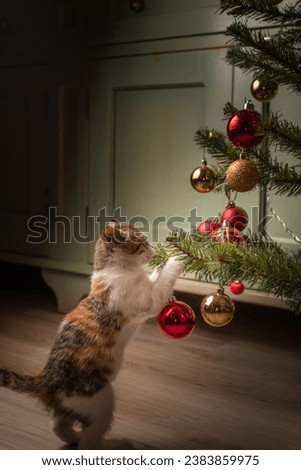 kitten playing with christmas tree ornaments cutest playful cat 