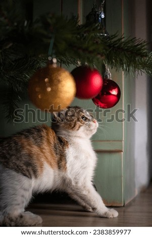 kitten playing with christmas tree ornaments cutest playful cat 