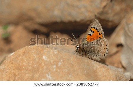 little orange butterfly on the stone, Eversmann’s Hairstreak, Tomares callimachus